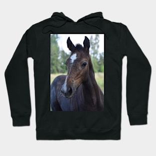 TB COLT Hoodie